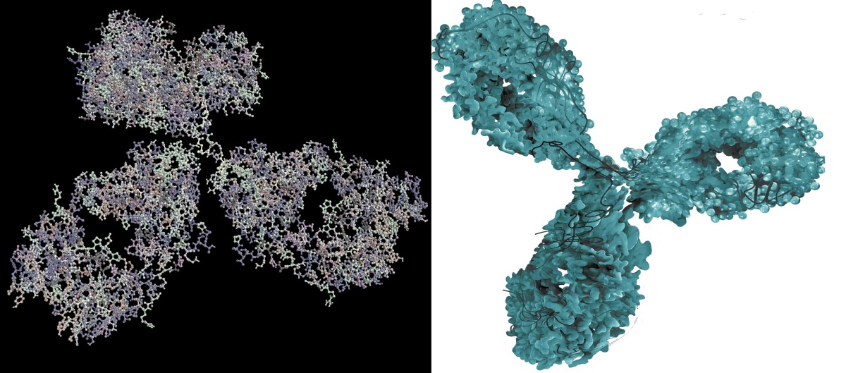 Imaging molecolare di un anticorpo monoclonale - un farmaco biologico