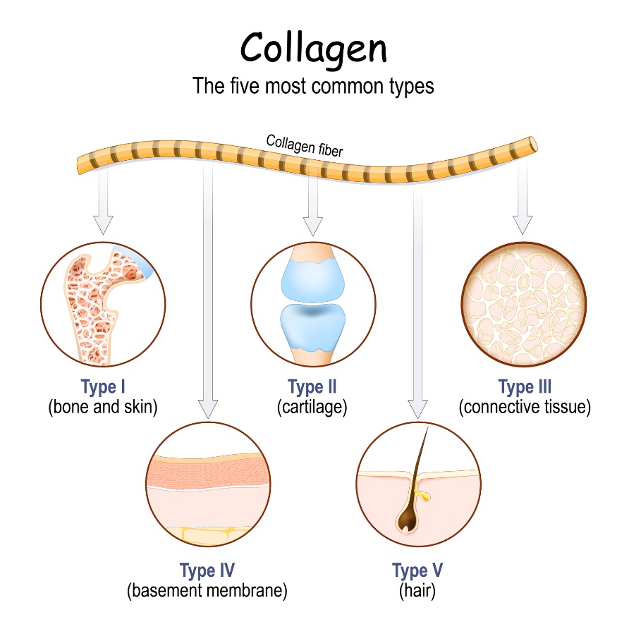 I tipi di collagene più comuni nel corpo umano