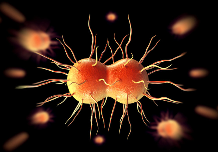 Neisseria gonorrhoeae, o batterio della gonorrea, gonorrea, diplococco gram-negativo