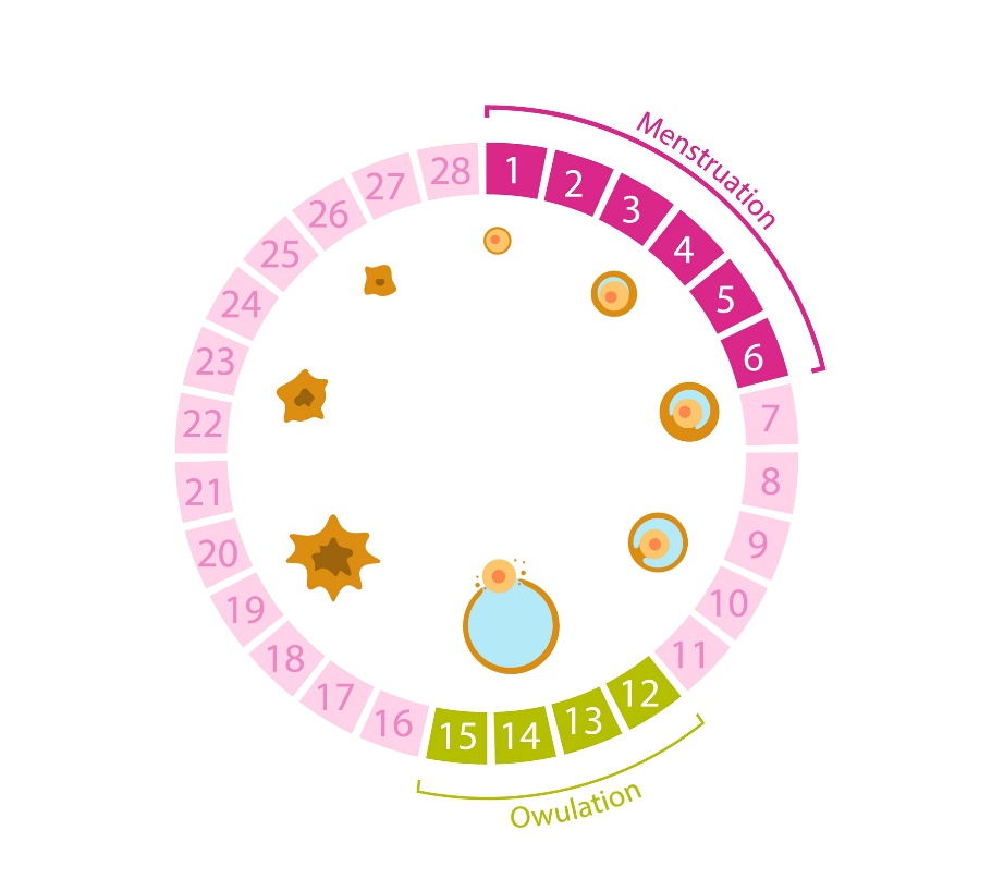 Ciclo ovarico 28 giorni