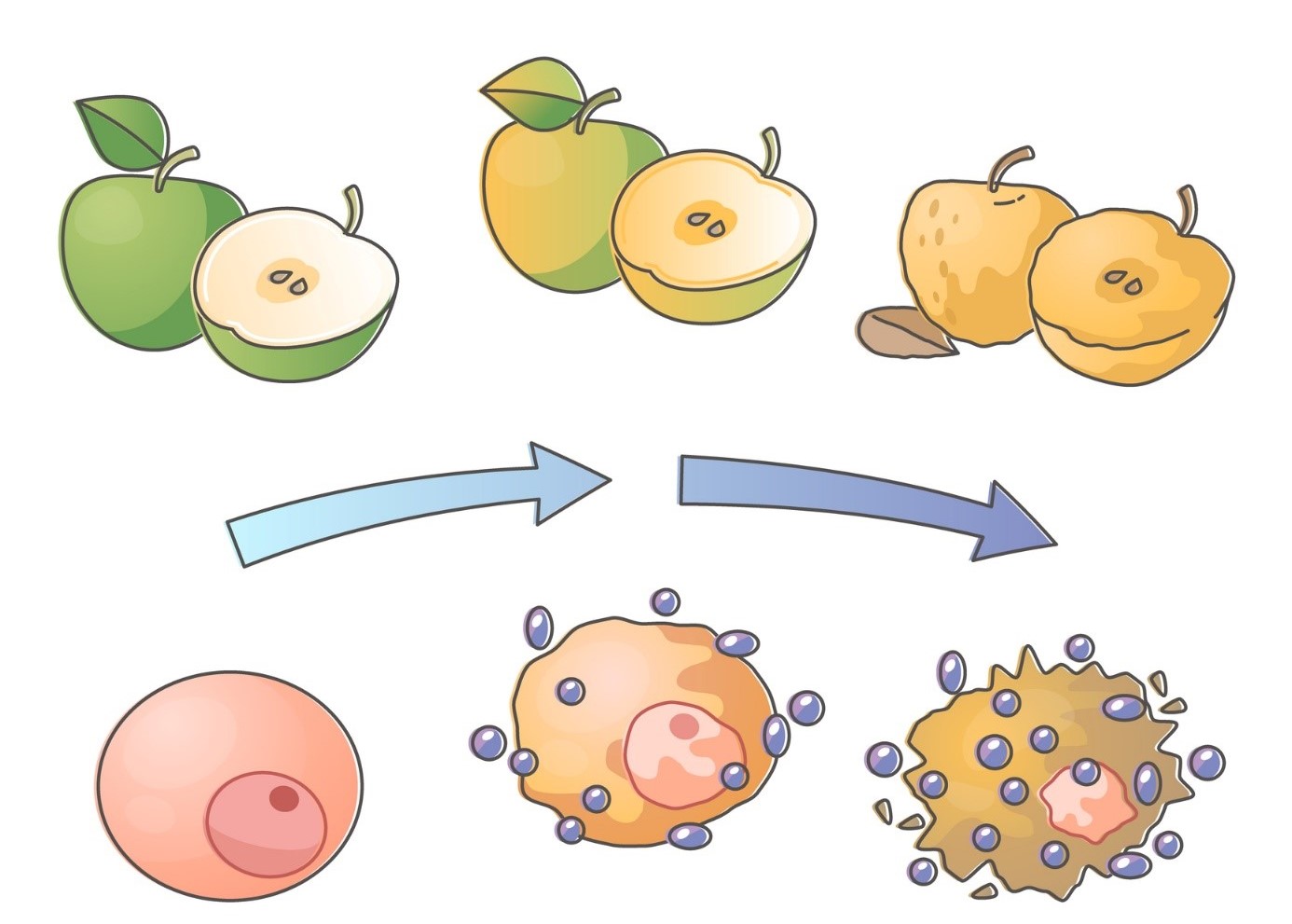 Stress ossidativo - illustrazione della mela e del decadimento cellulare