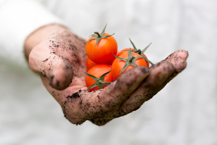 mano sporca che tiene i pomodori