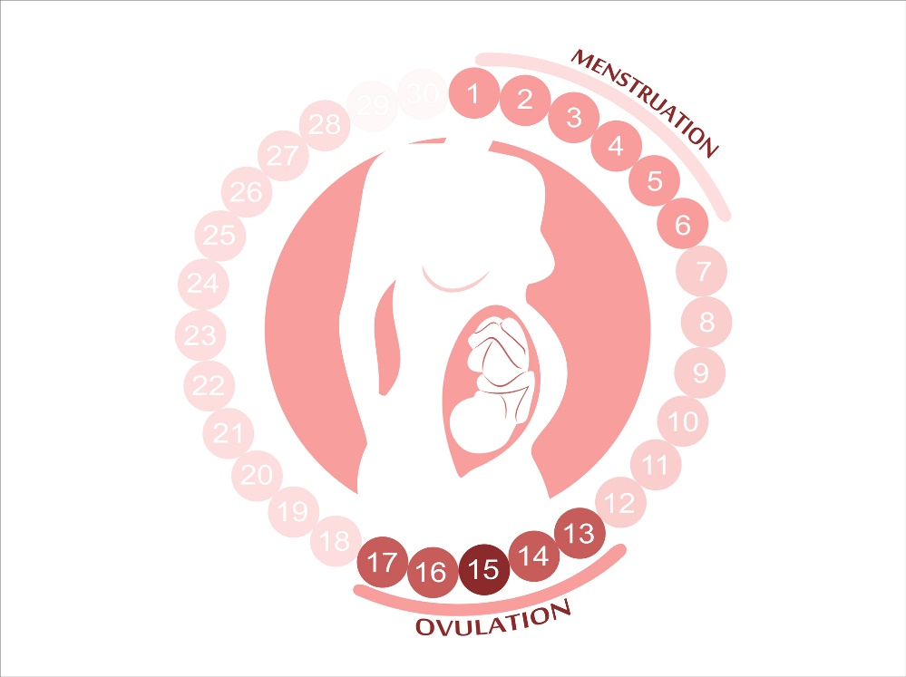 Il ciclo femminile: mestruazioni, ovulazione e periodo fertile