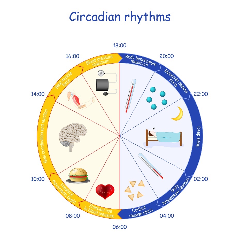 Esempio di ritmo circadiano, secrezione di melatonina e funzione corporea