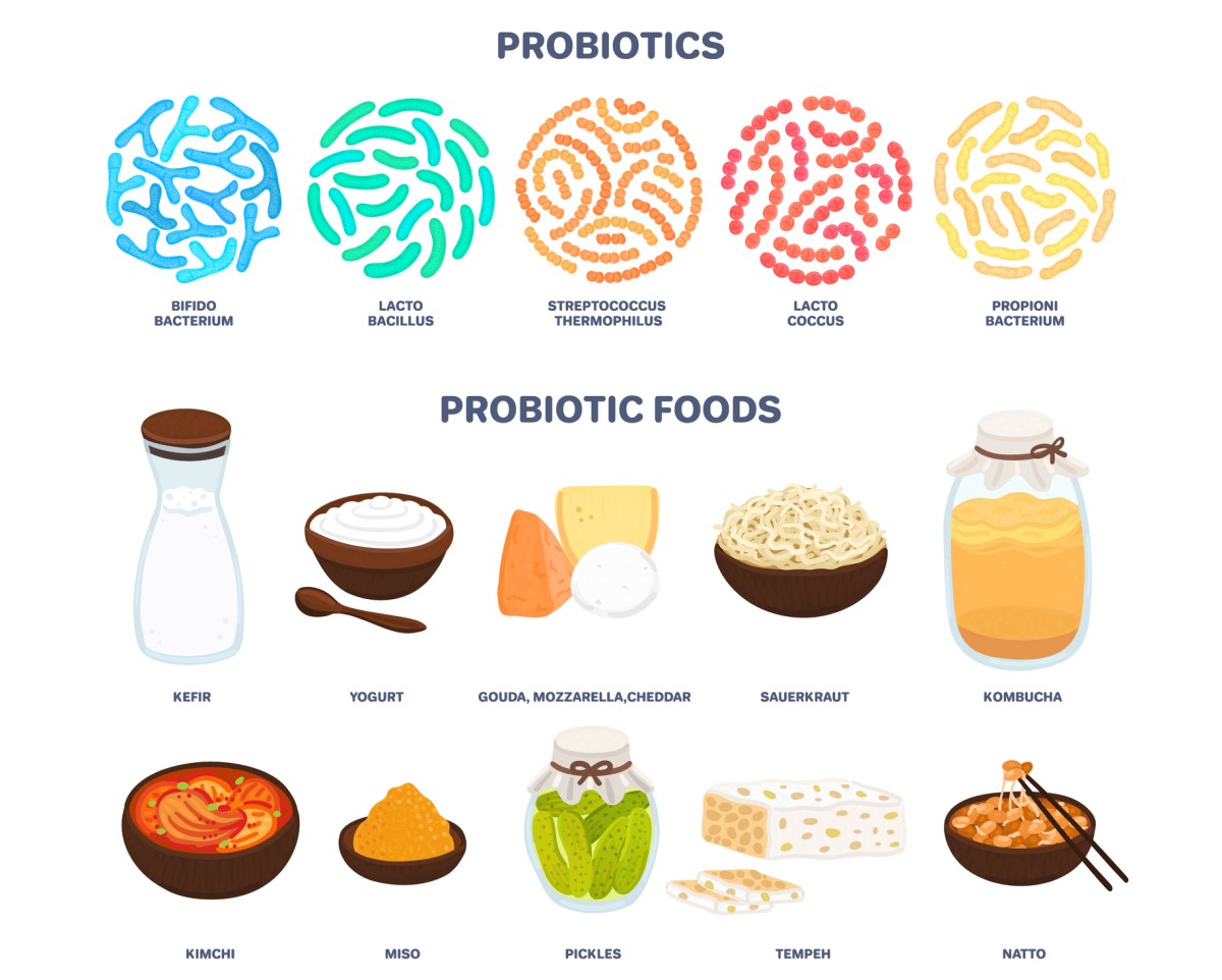 Probiotici: probiotici nella dieta che modificano l'equilibrio batterico e la funzione del tratto digestivo - kefir, yogurt, formaggio - gouda, mozzarella, cheddar, kombucha, kimchi, sottaceti, ecc.