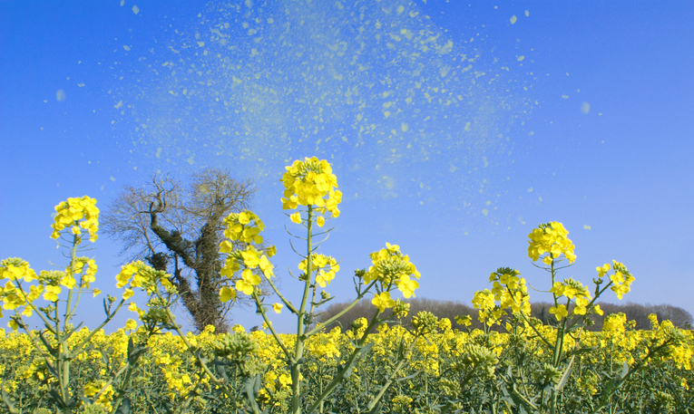 Il raffreddore da fieno è un'allergia ai pollini.