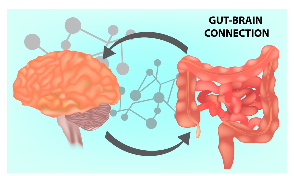 La connessione intestino-cervello: collegare il cervello e l'intestino tenue