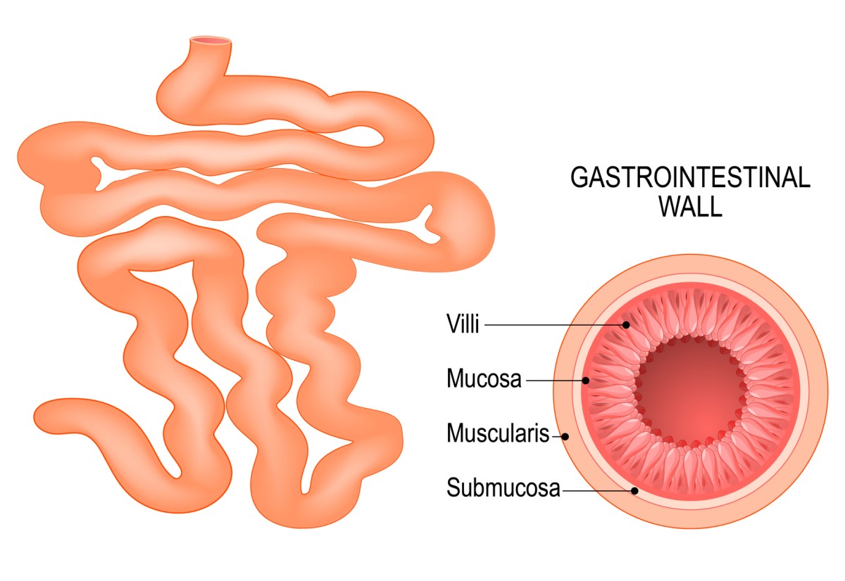 L'intestino tenue e la composizione della parete intestinale: villi, mucosa, sottomucosa e muscolatura.