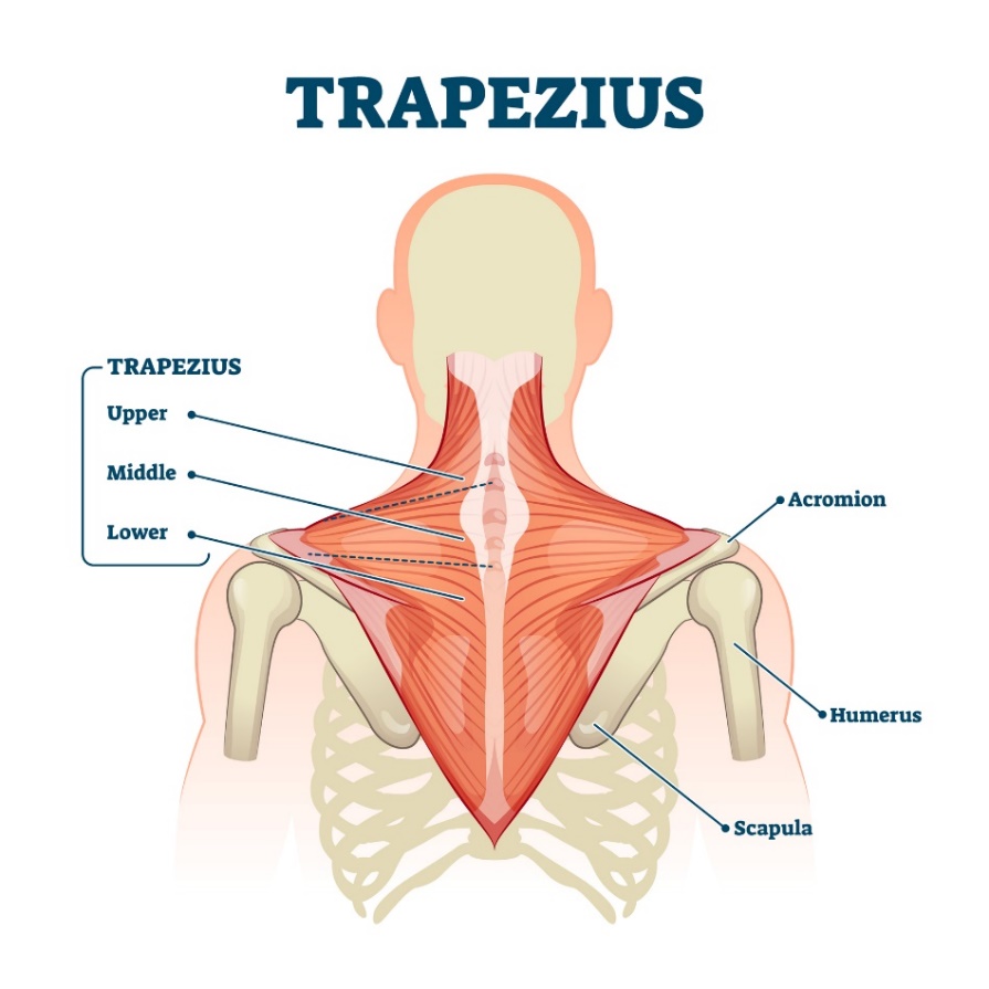 Muscolo trapezio (musculus trapezius) - le fibre superiori, medie e inferiori del muscolo. Acromion (il processo della scapola sopra l'articolazione della spalla, Humerus - omero, Scapula - scapola).