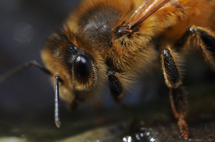 ape di colore giallo di profilo