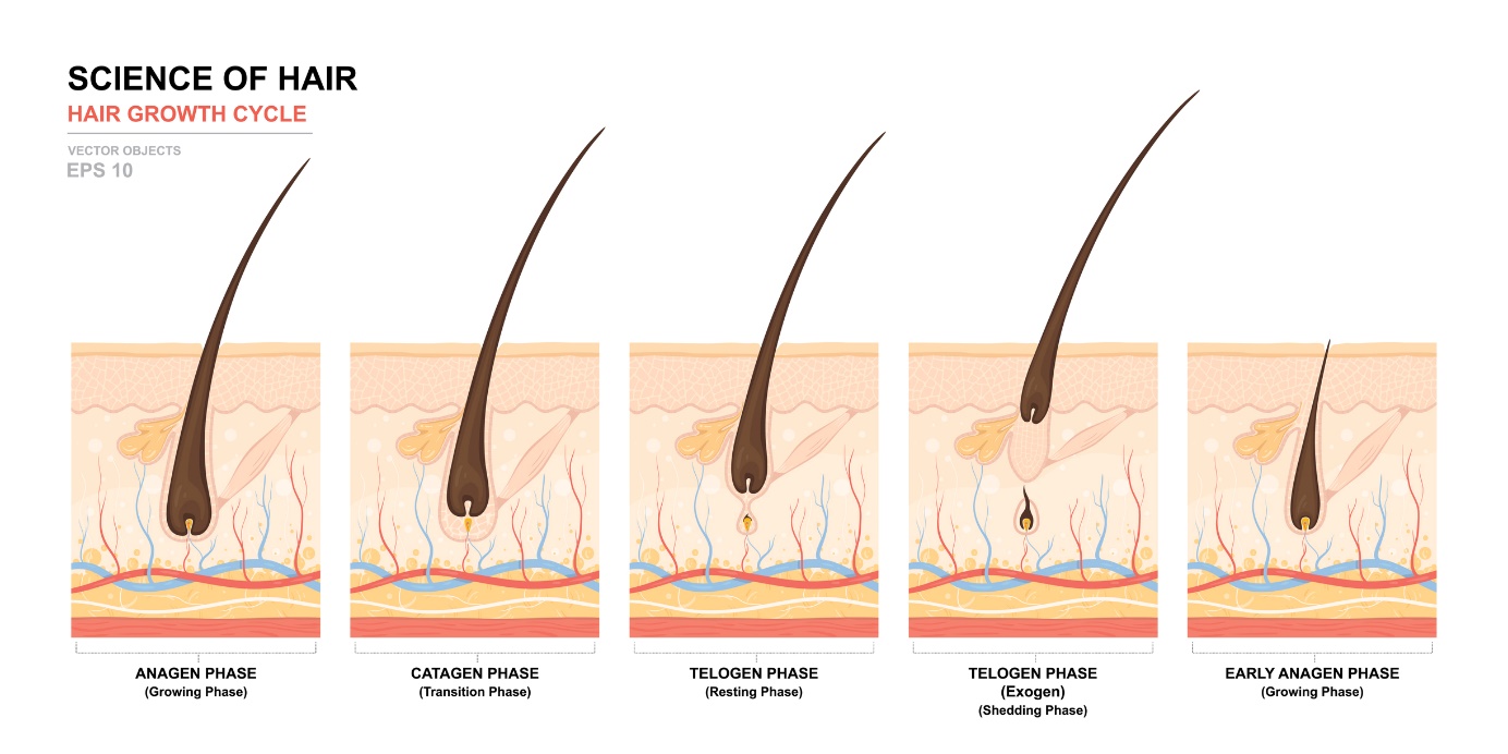 Ciclo di crescita dei capelli