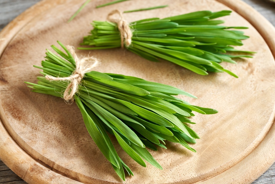 Raccolta dei germogli di orzo verde (giovani)