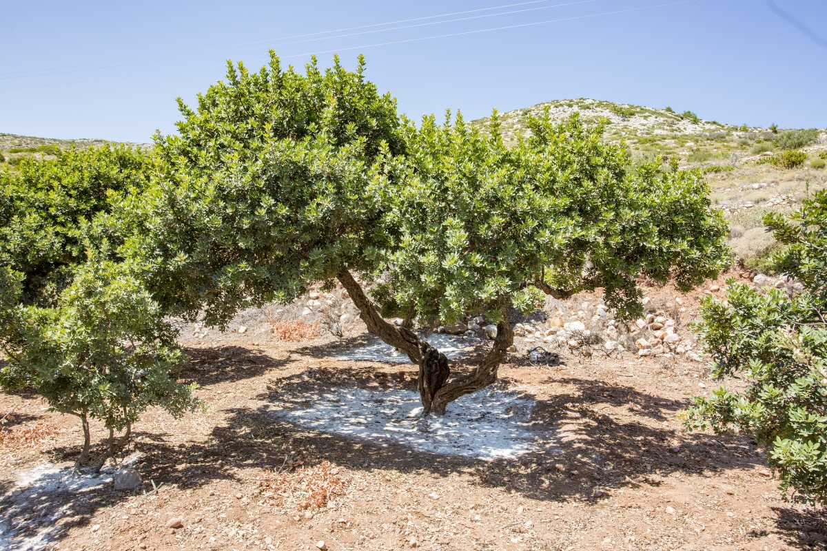 Una delle fasi più importanti per l'ottenimento del mastino è l'accurata preparazione degli alberi di mastino.