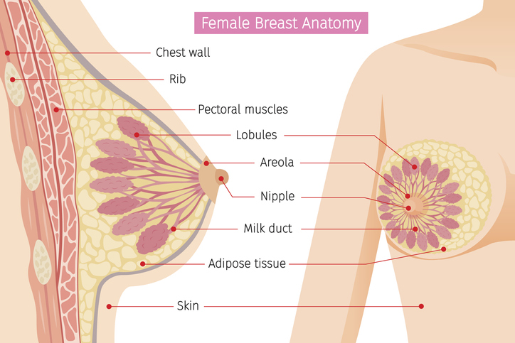 Anatomia del seno femminile