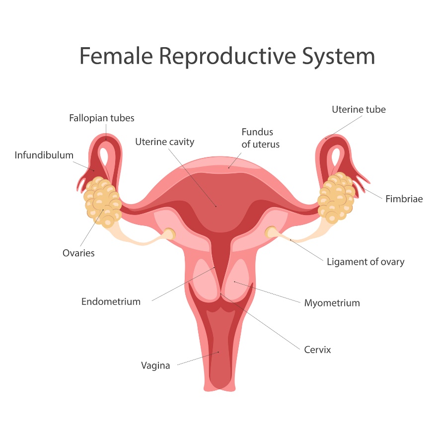 Sistema riproduttivo femminile