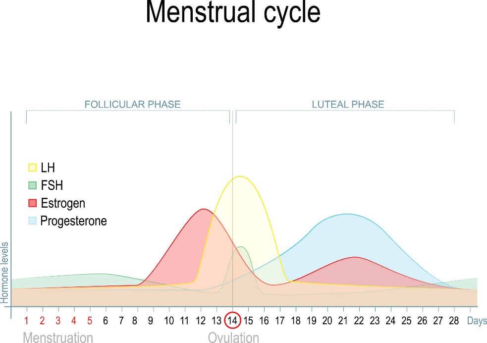 Variazione dei livelli di ormoni sessuali durante il ciclo mestruale