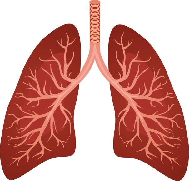 Modello, tratto respiratorio inferiore e polmoni