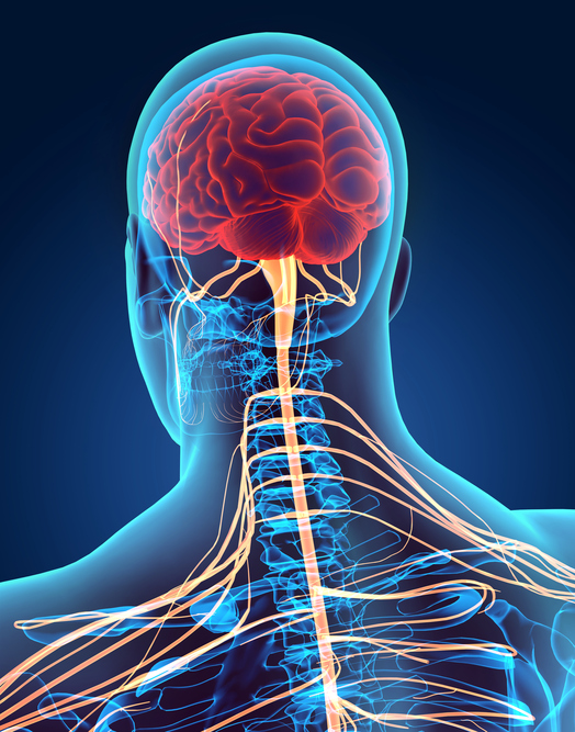 sistema nervoso umano, cervello, midollo spinale, nervi