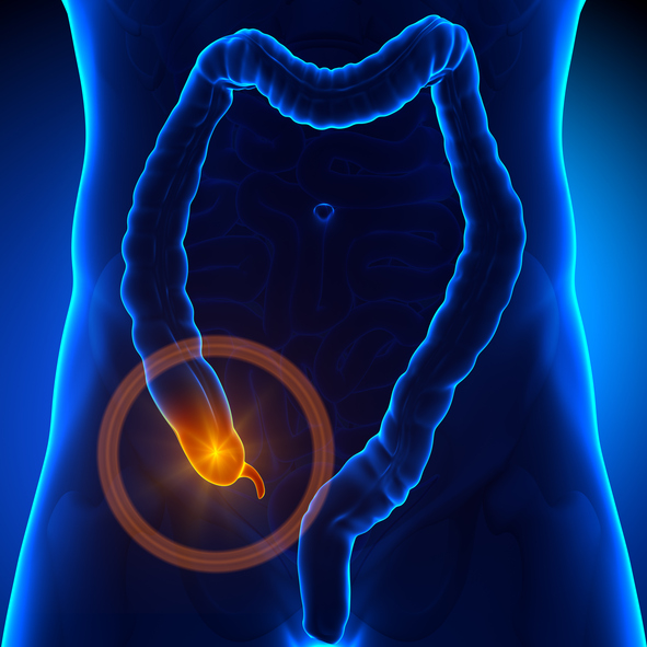 Modello del tratto digestivo, del colon e dell'appendice