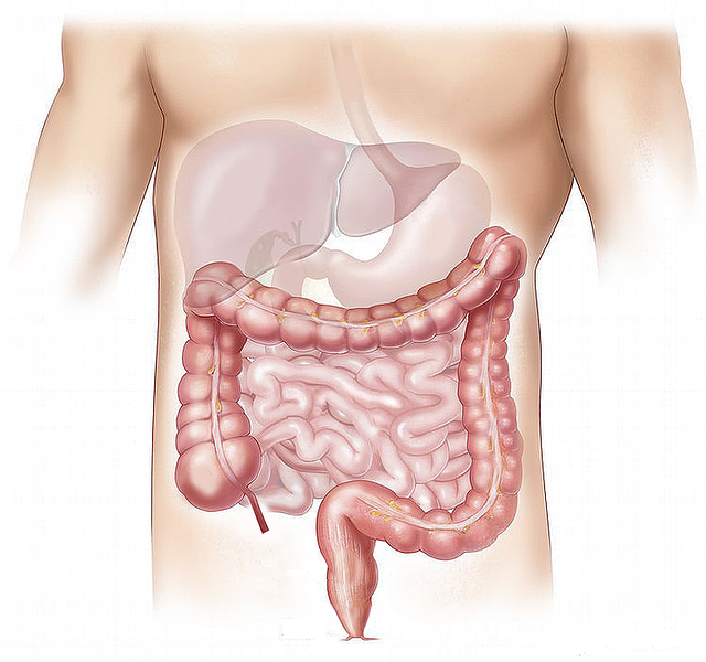 Modello, apparato digerente, stomaco, fegato, intestino