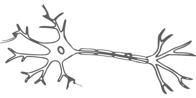 cellula nervosa, neurone