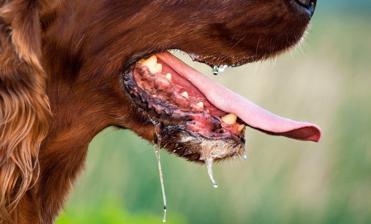 Sbavatura in un cane, possibile trasmissione di malattie come la rabbia