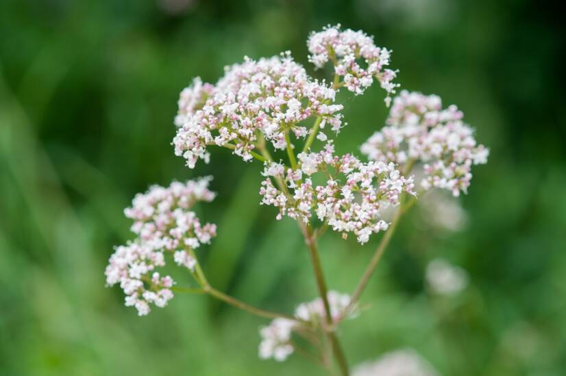 Cos'è la valeriana: quali effetti ha sul corpo umano?