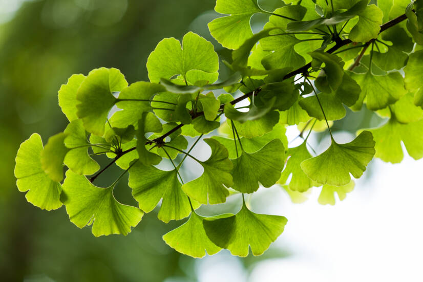 Ginkgo biloba: quali sono i suoi effetti desiderabili e indesiderabili? Favorisce la memoria?