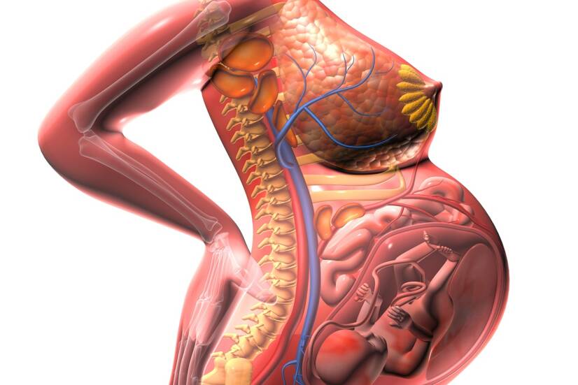 Vista anatomica dell'utero in crescita e della pressione sugli organi circostanti. Fonte: Getty Images