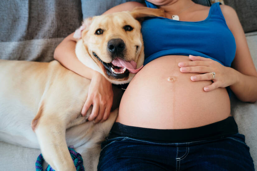 Donna incinta e animali domestici. Fonte della foto: Getty Images