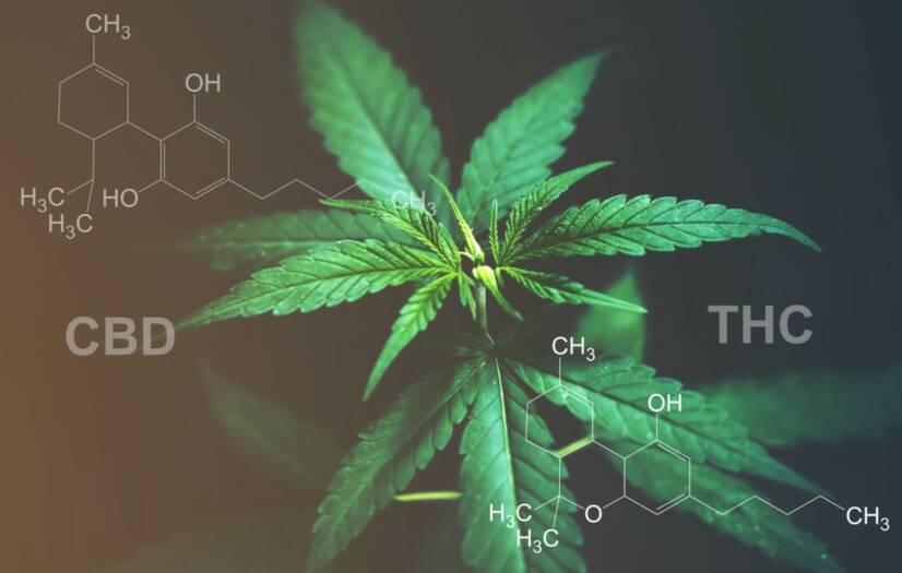 CBD contro THC: conoscete la differenza di effetti e usi?